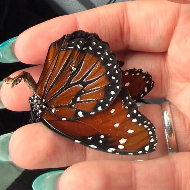Custom Monarch Necklace For Kacia