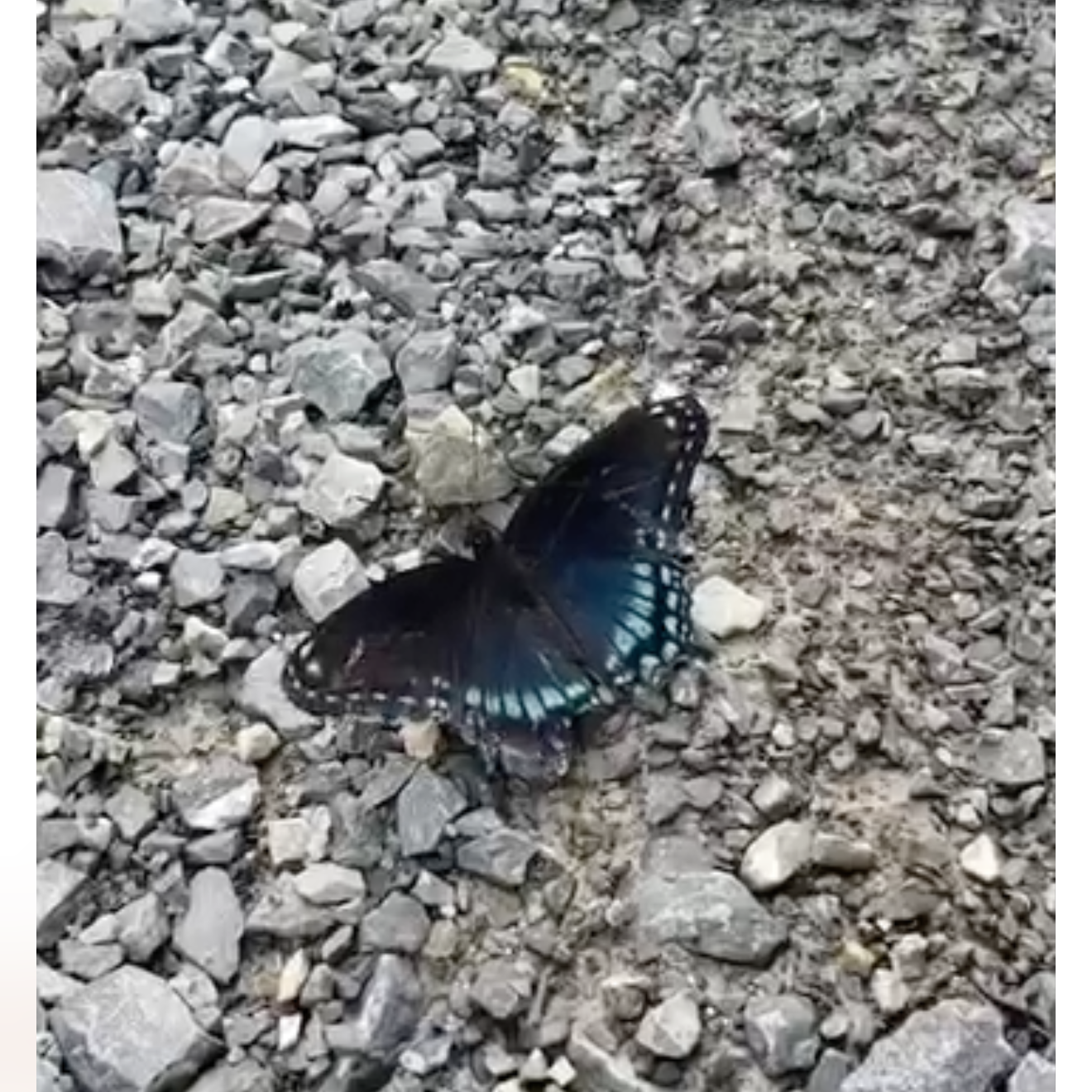 Custom Butterfly Necklace for Ashley Silver w/ Labradorite
